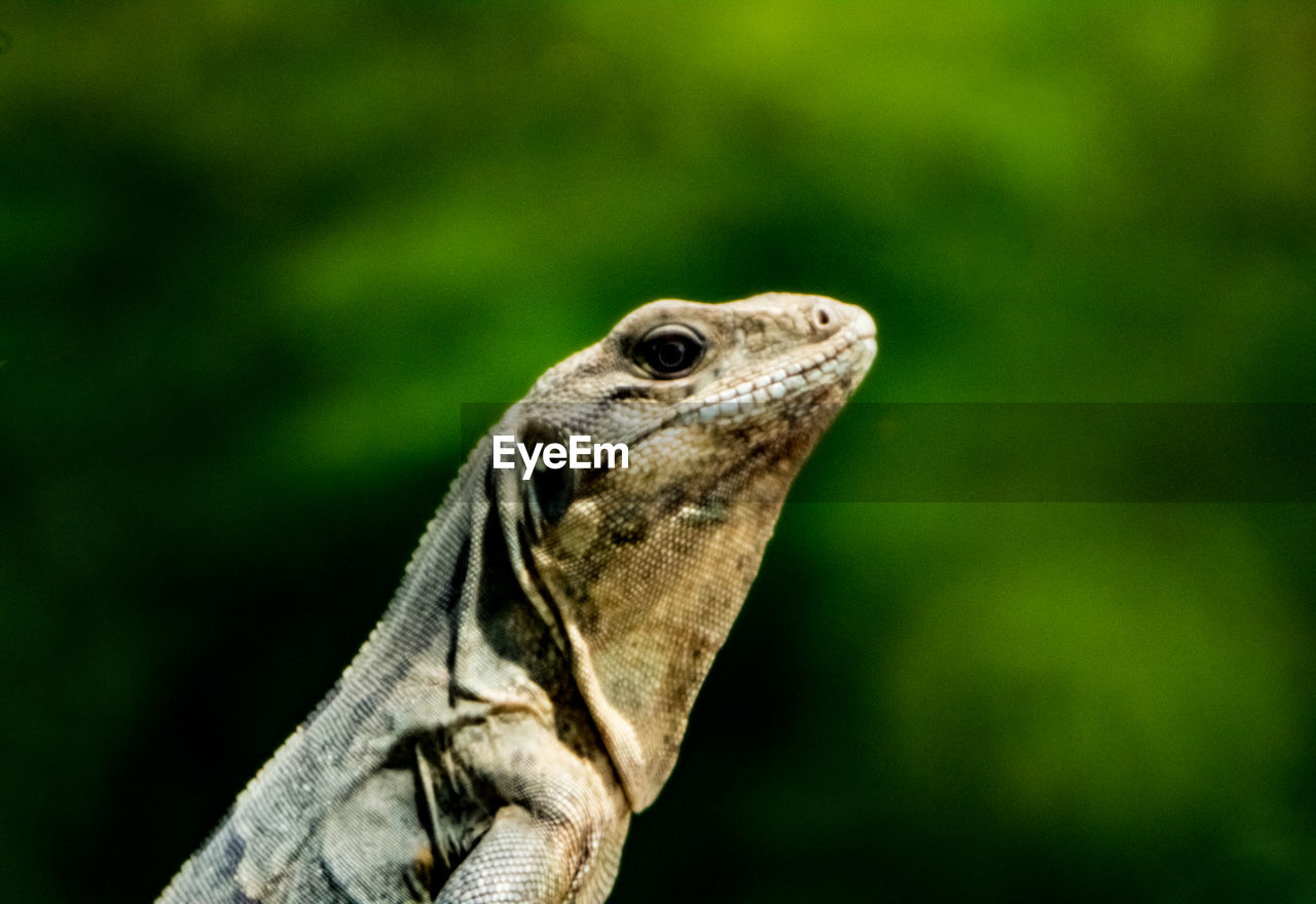 CLOSE-UP OF AN ANIMAL