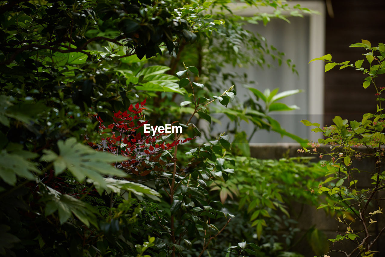 plant, green, nature, garden, growth, leaf, plant part, flower, beauty in nature, no people, food and drink, tree, outdoors, front or back yard, food, sunlight, shrub, freshness, branch, jungle, architecture, day, flowering plant, fruit, summer, rainforest, forest, healthy eating
