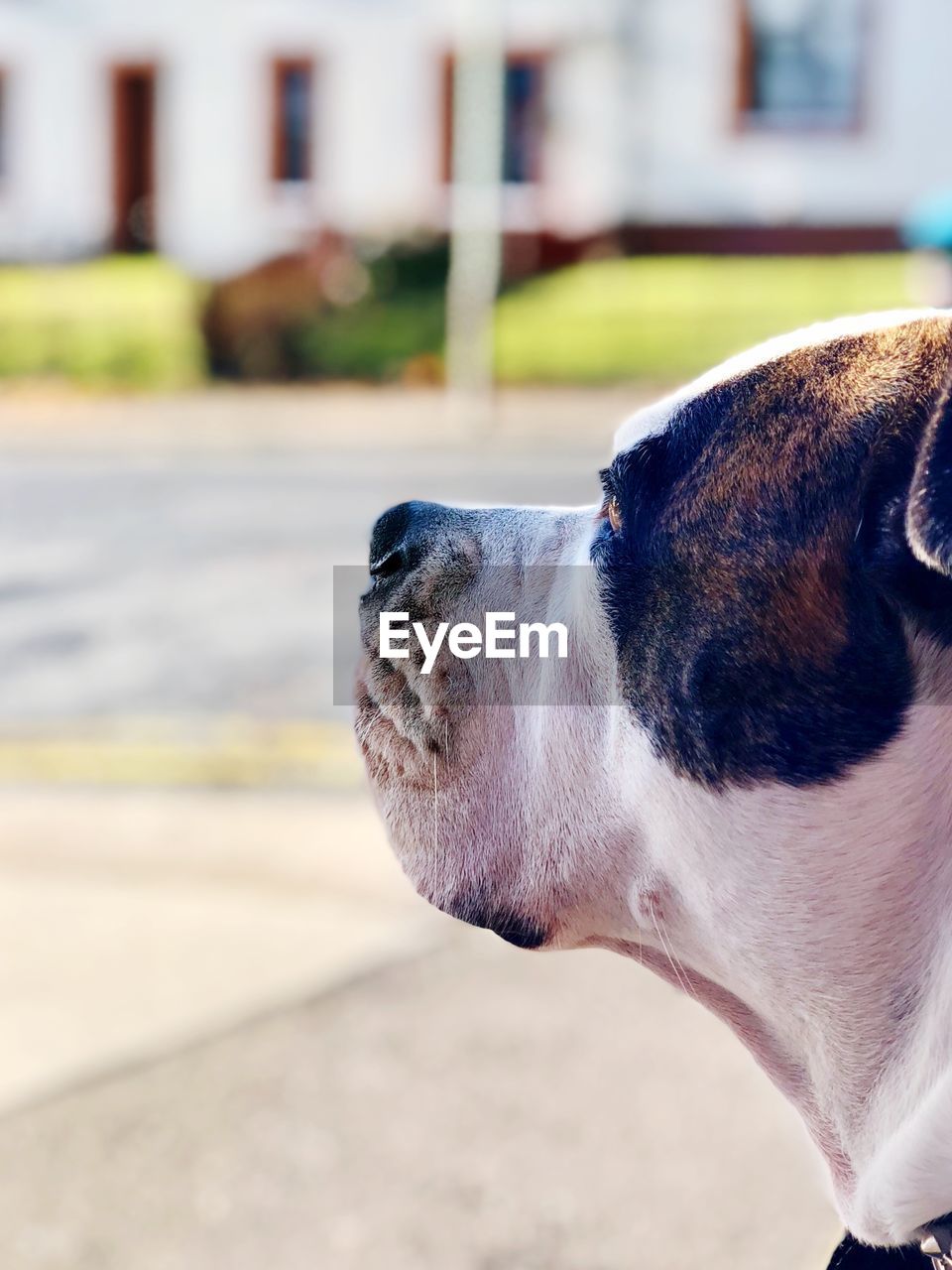 CLOSE-UP OF A DOG LOOKING AWAY IN CITY