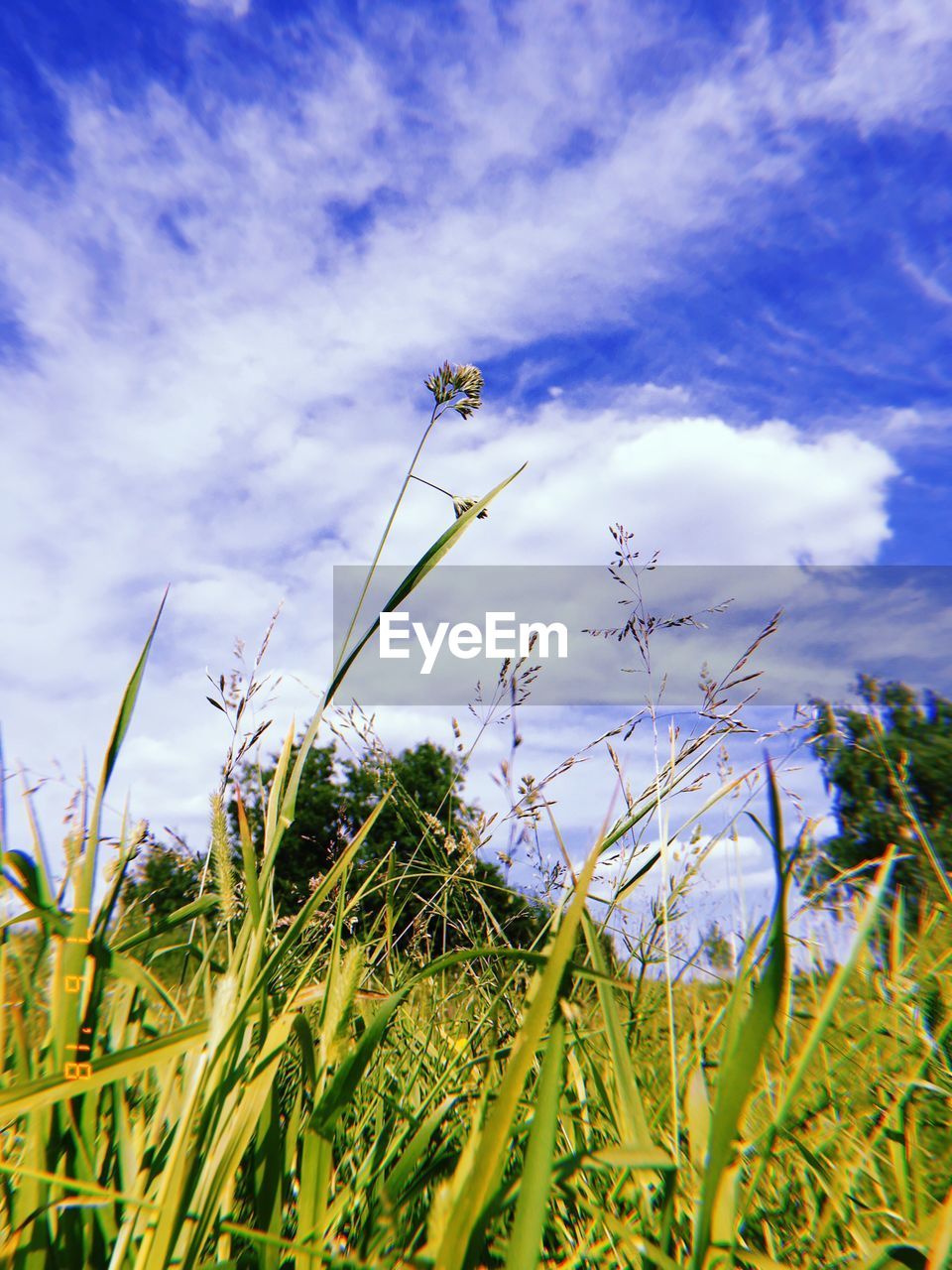 LOW ANGLE VIEW OF FLOWERING PLANT ON FIELD AGAINST SKY