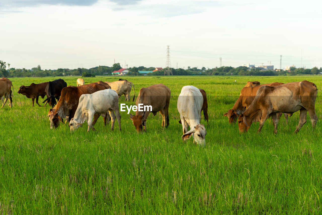 Group of cows eat the grass in the large field with cityscape background