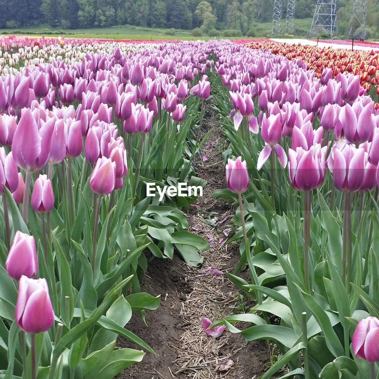 PINK FLOWERS BLOOMING IN PARK