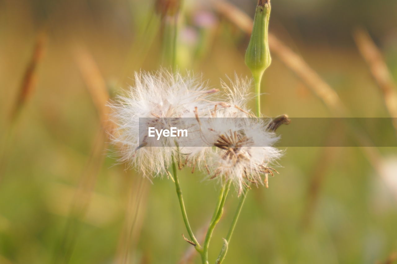 CLOSE-UP OF DANDELION FLOWER OUTDOORS