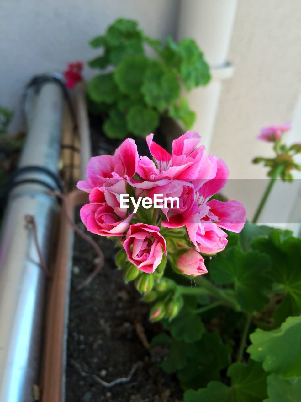 High angle view of pink flowers growing in park