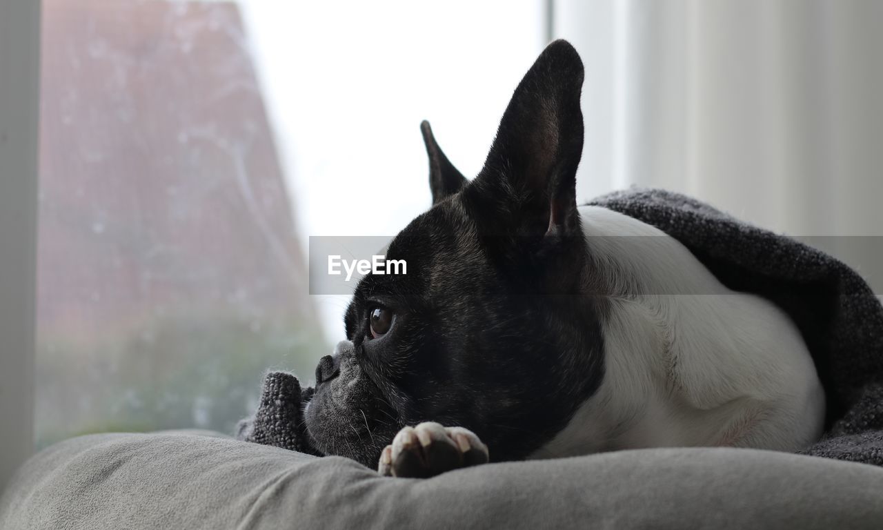 Close-up of boston terrier relaxing on sofa at home