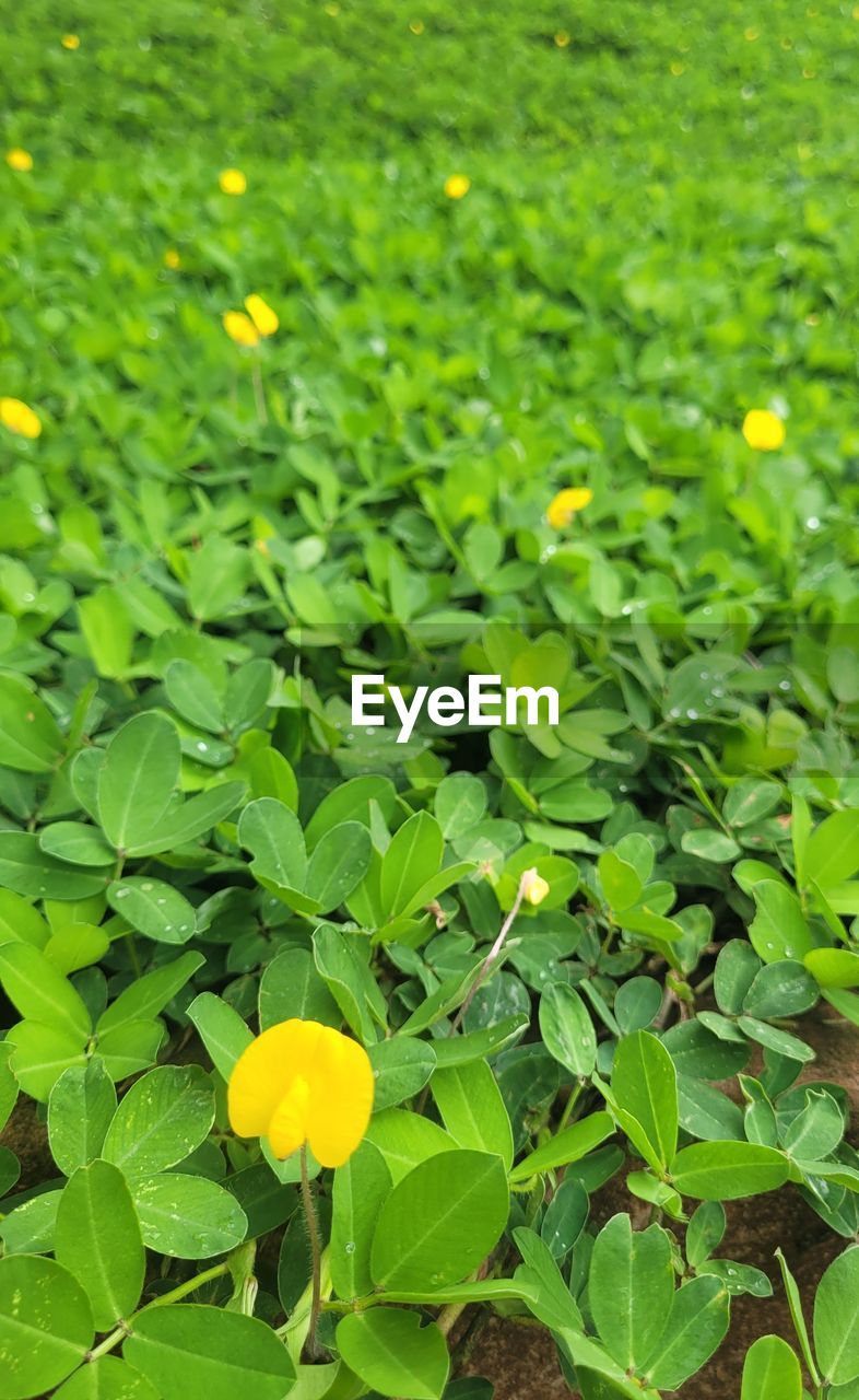 plant, green, growth, leaf, plant part, beauty in nature, flower, nature, freshness, flowering plant, yellow, no people, field, fragility, close-up, day, outdoors, land, wildflower, lawn, springtime, high angle view, full frame