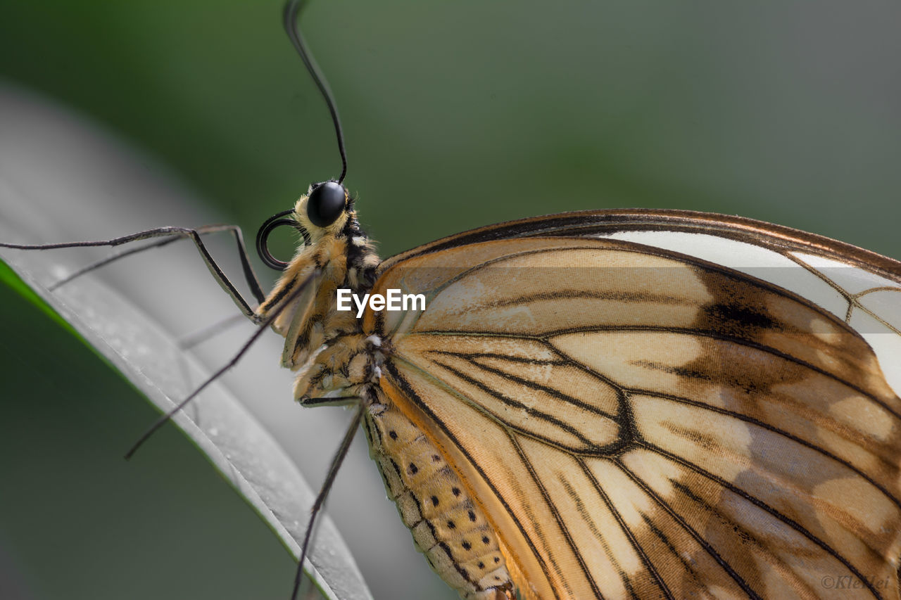 HIGH ANGLE VIEW OF BUTTERFLY ON PLANT