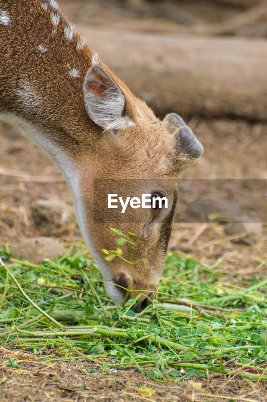 Close-up of deer on field