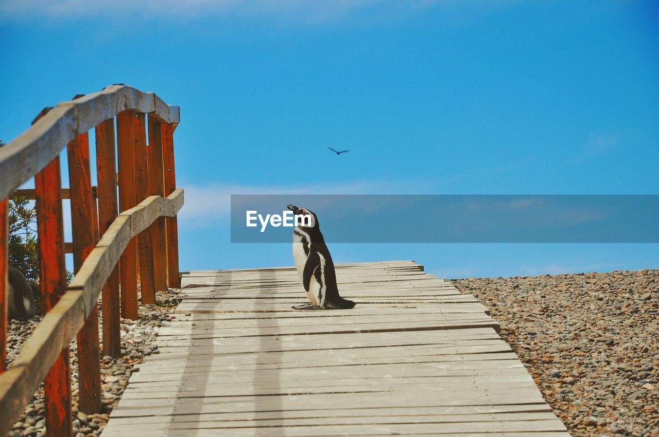 Penguin on wooden footbridge