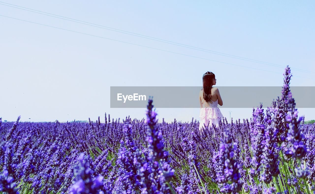 View of woman standing in lavender field