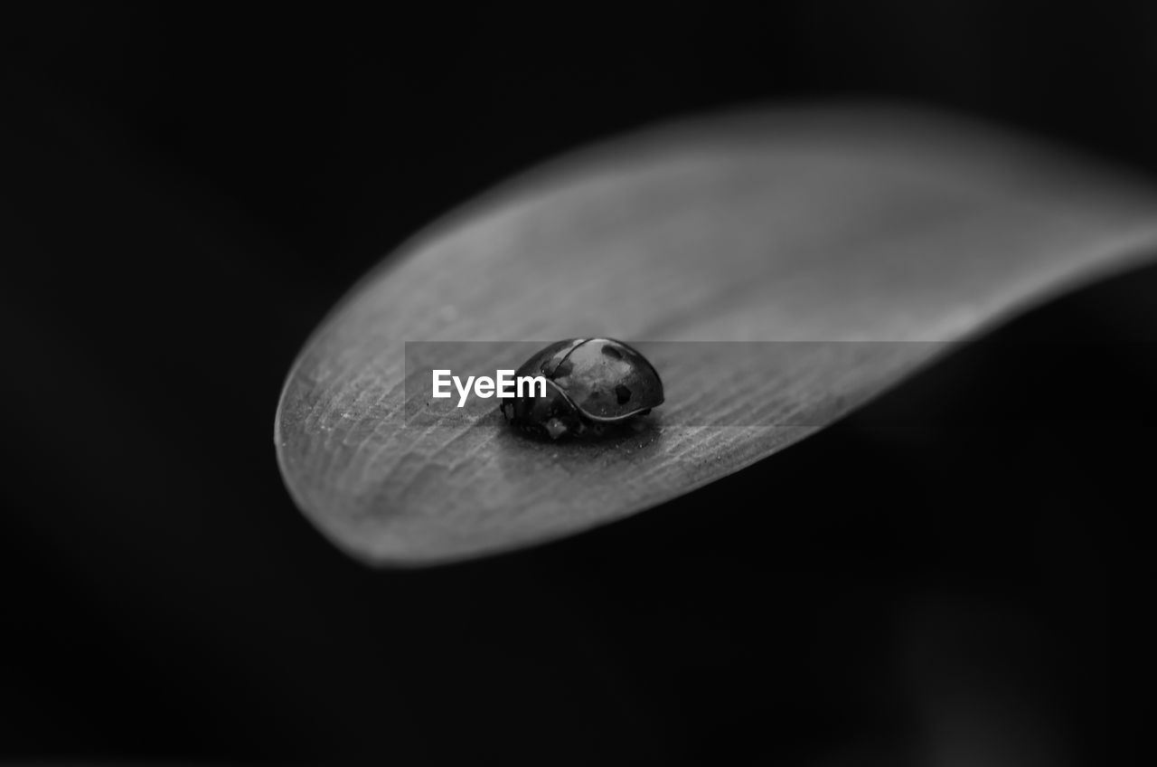 Close-up of a ladybug on leaf