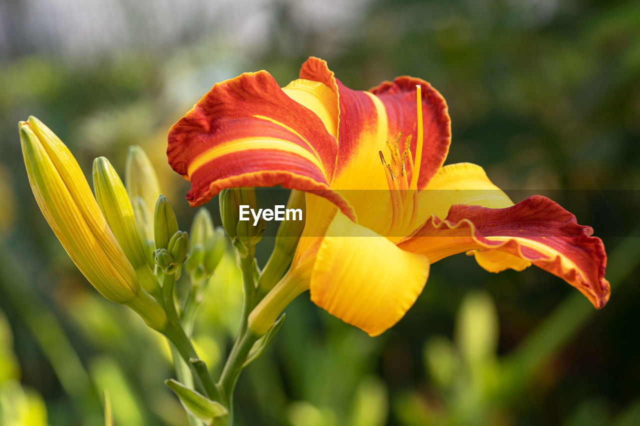 Day lily, hemerocallis, close up of the flower head