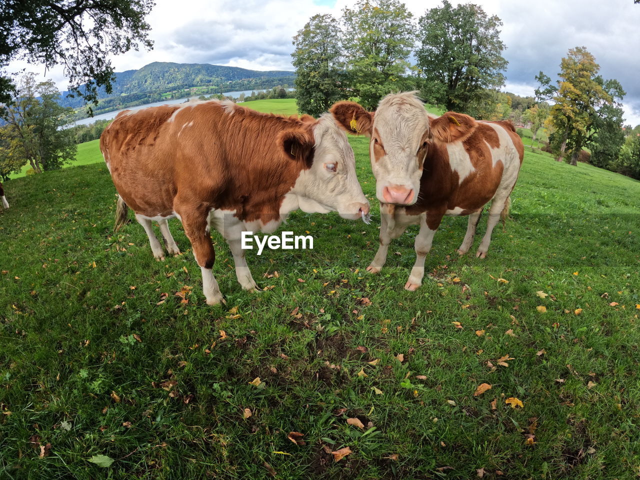 Cows looking at camera in pasture