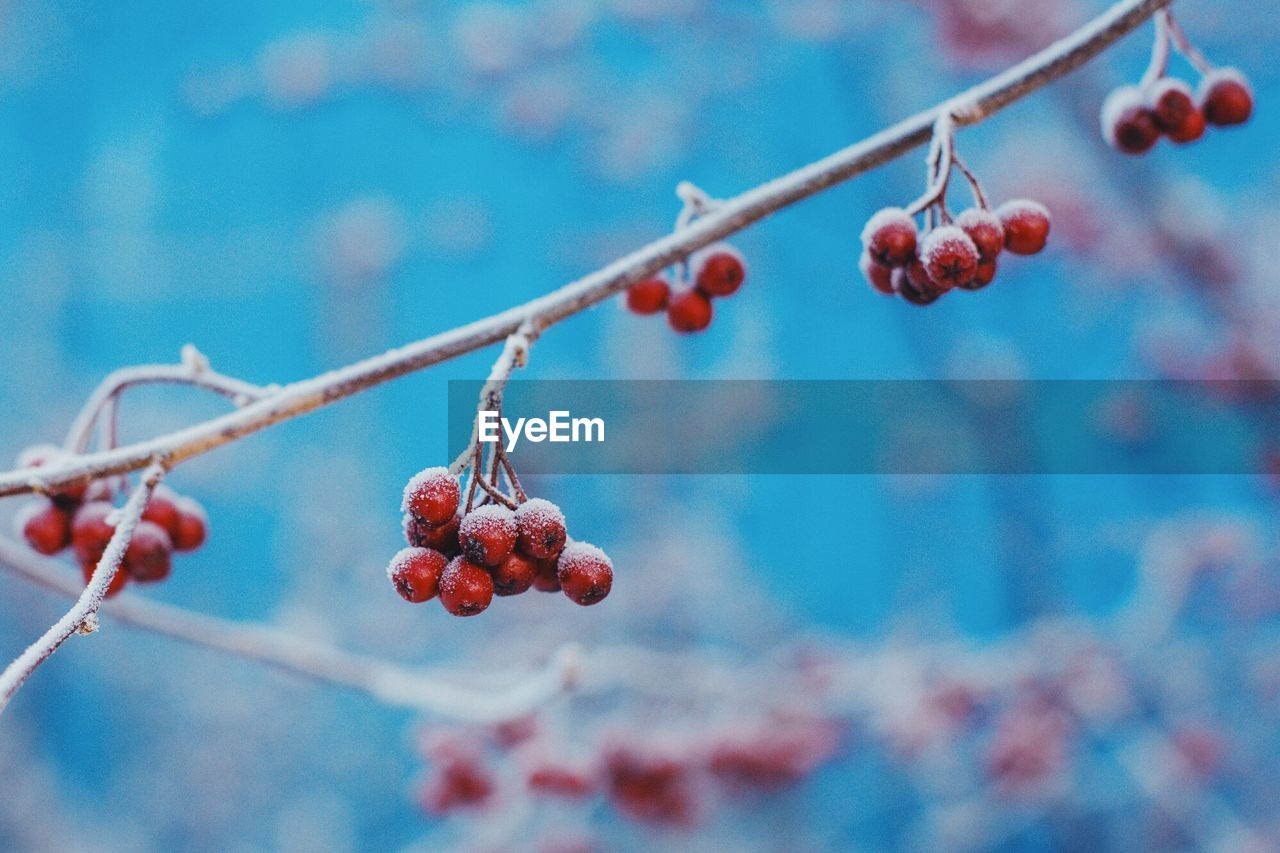 LOW ANGLE VIEW OF CHERRIES GROWING ON TREE