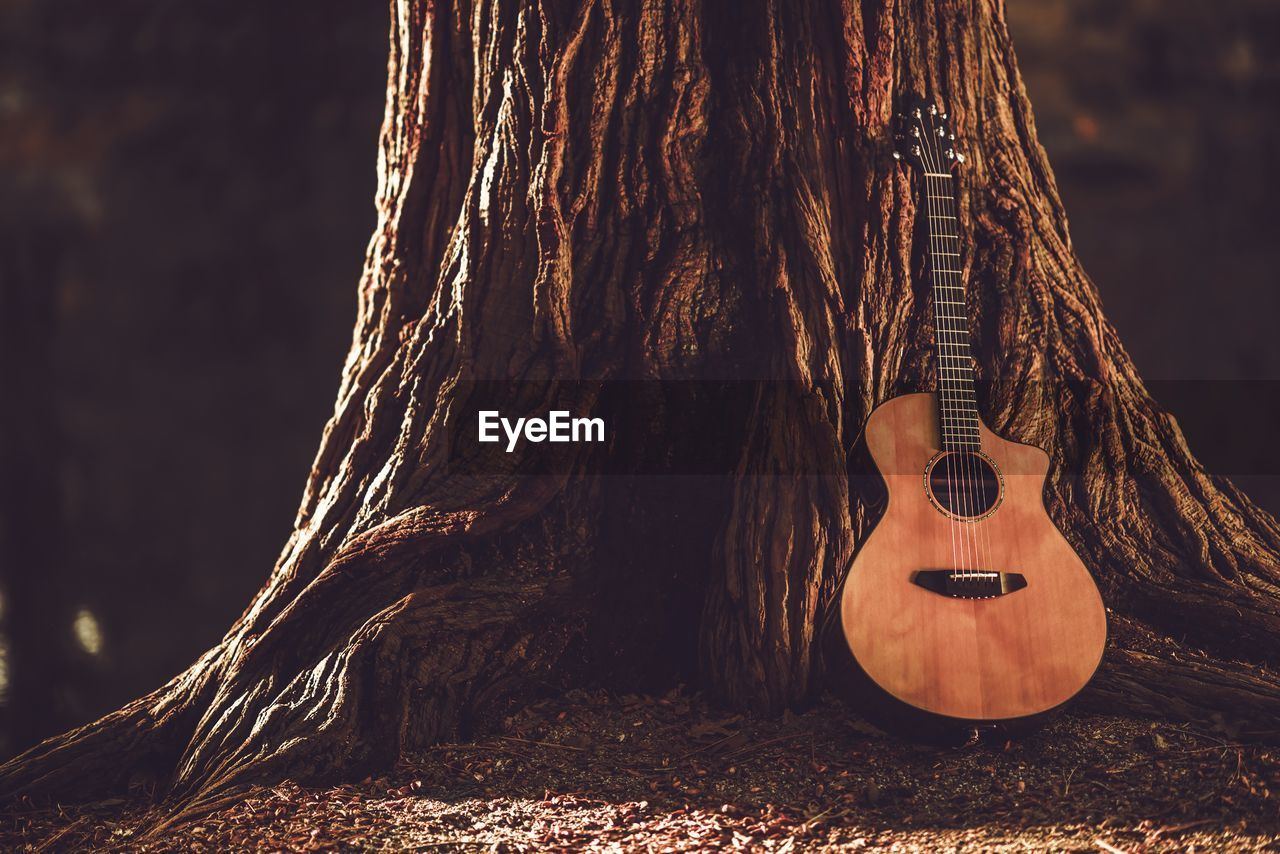 Guitar on tree trunk