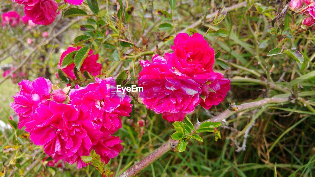 CLOSE-UP OF PINK FLOWERS