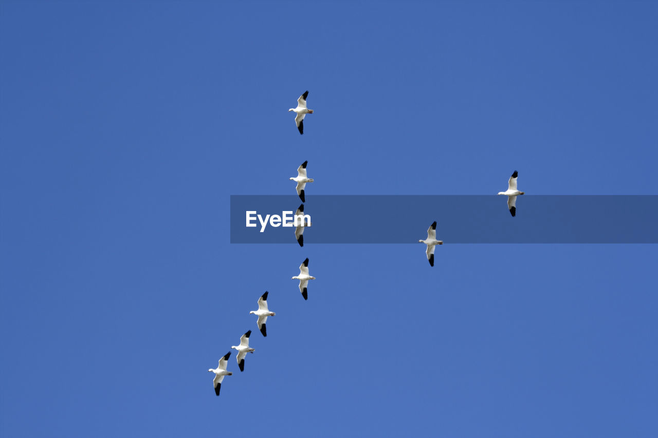 LOW ANGLE VIEW OF BIRDS FLYING