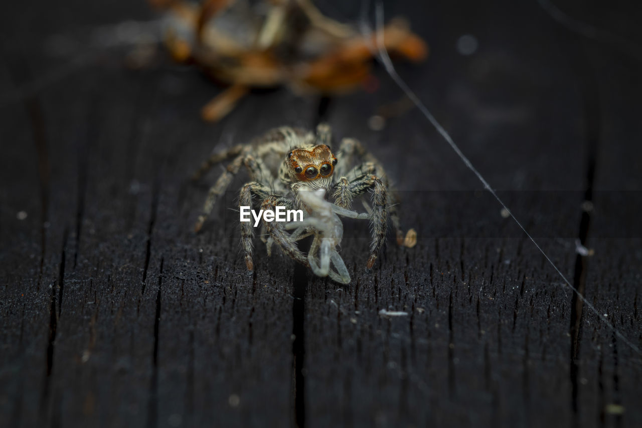 Close-up of spider on wood