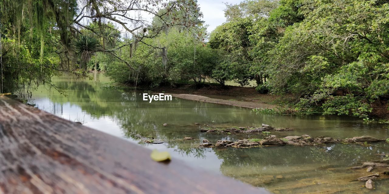 SCENIC VIEW OF LAKE AGAINST TREES IN FOREST