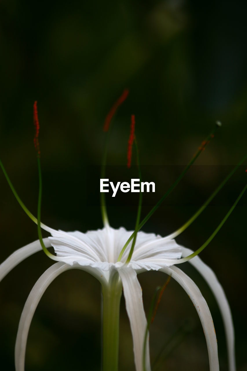 CLOSE-UP OF WHITE FLOWERS BLOOMING OUTDOORS