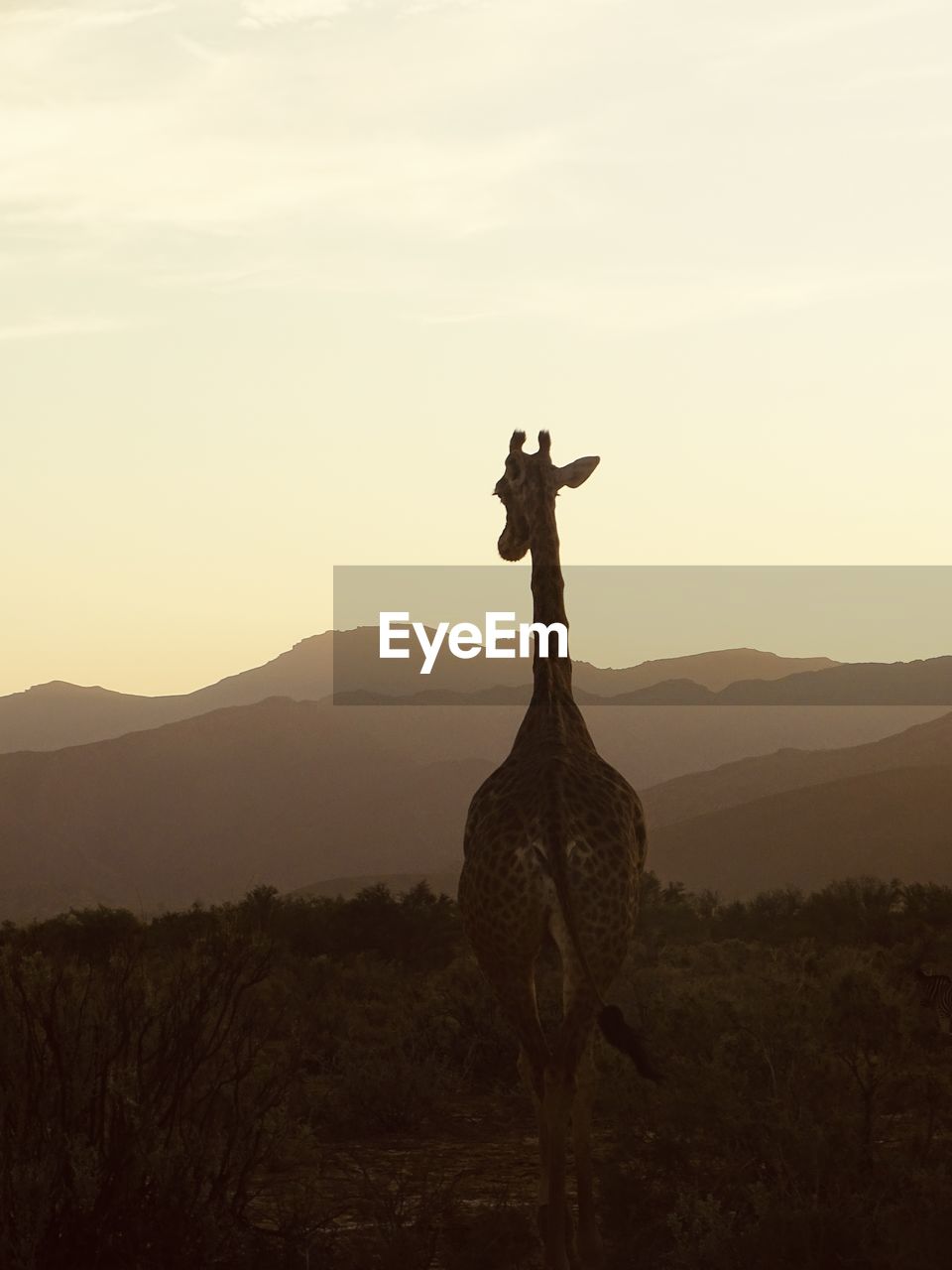 Giraffe sunset south africa