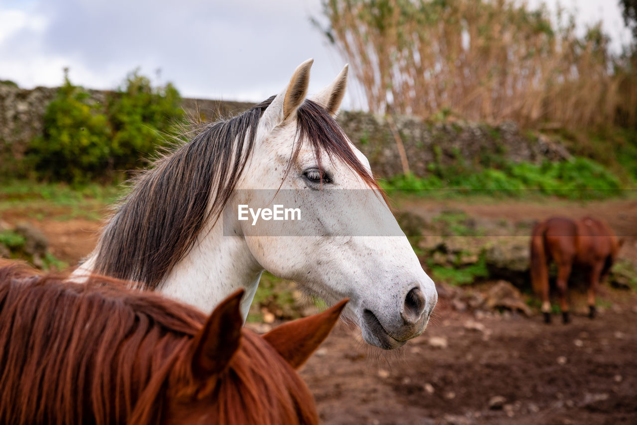 Horses on pasture, in the heard together, happy animals, portugal lusitanos.