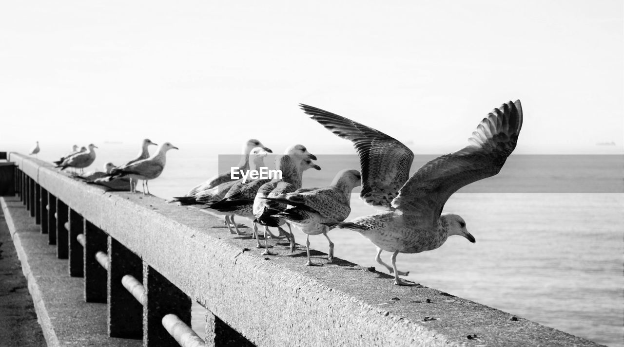 Seagulls perching on railing against clear sky