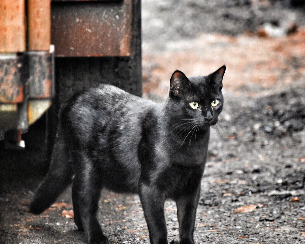 CLOSE-UP PORTRAIT OF BLACK CAT OUTDOORS