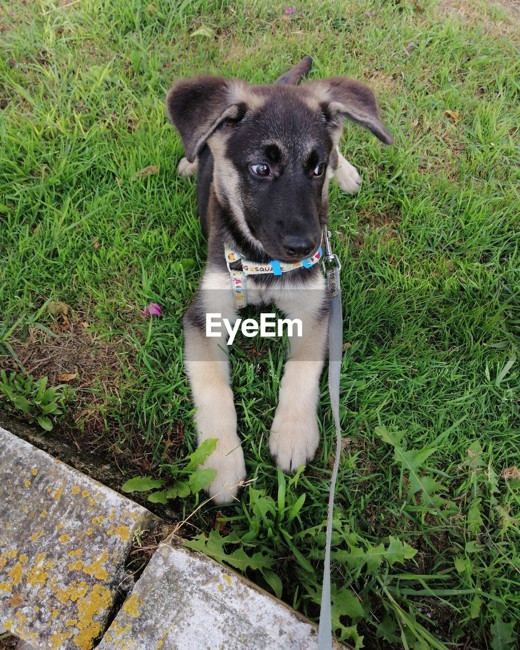 HIGH ANGLE PORTRAIT OF A DOG ON GROUND