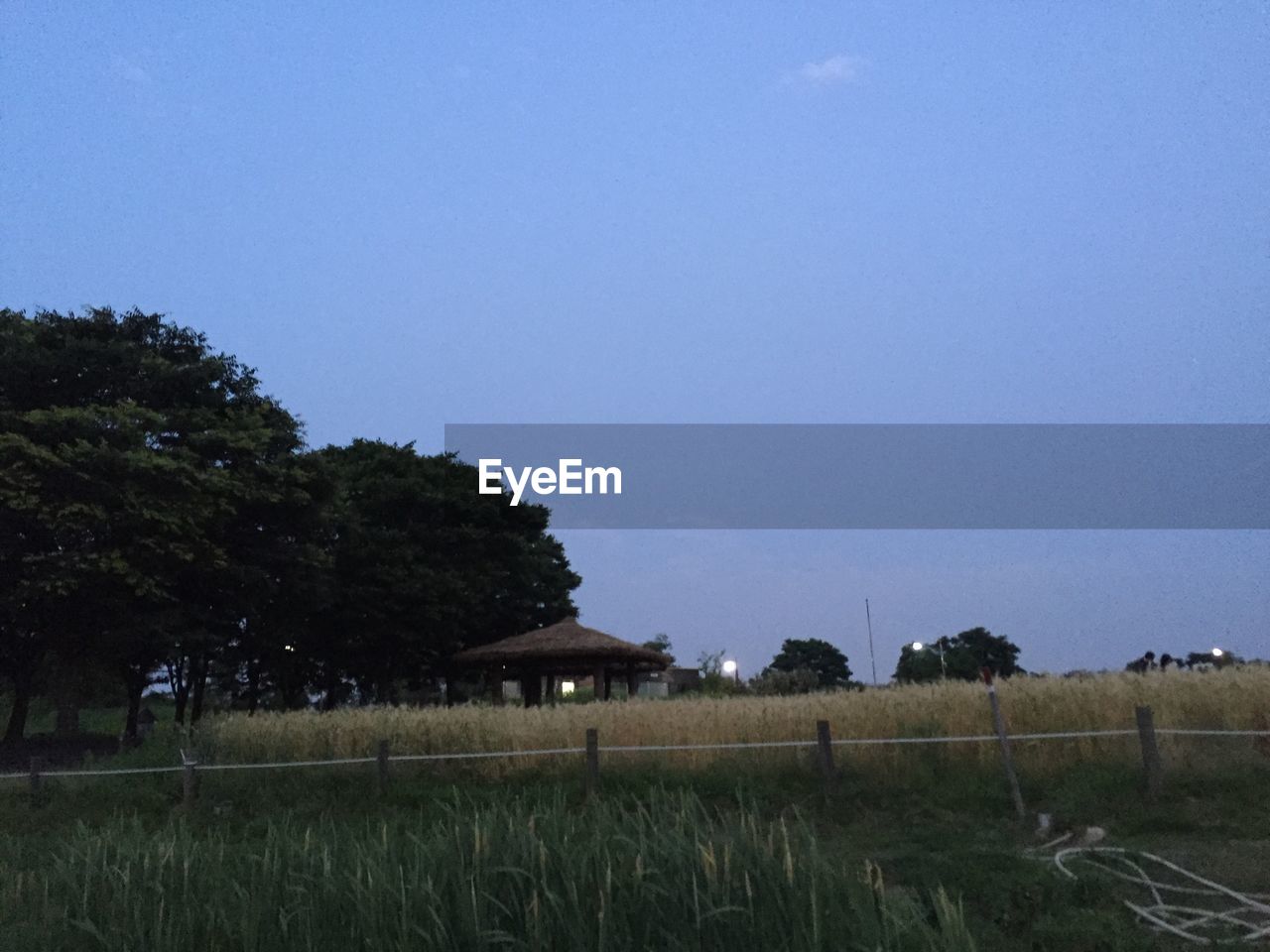 TREES ON FIELD AGAINST CLEAR SKY