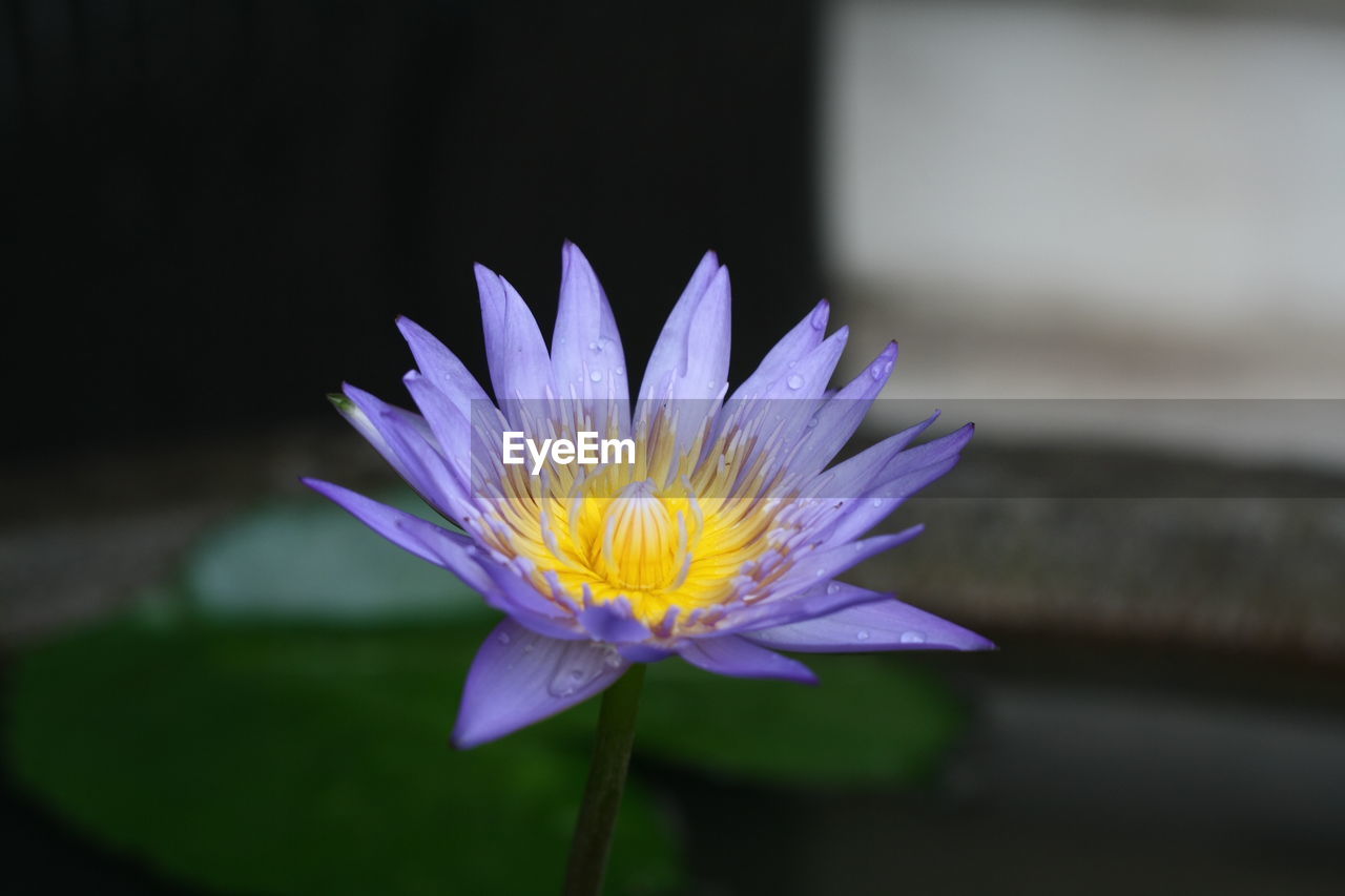 CLOSE-UP OF LOTUS WATER LILY IN GARDEN