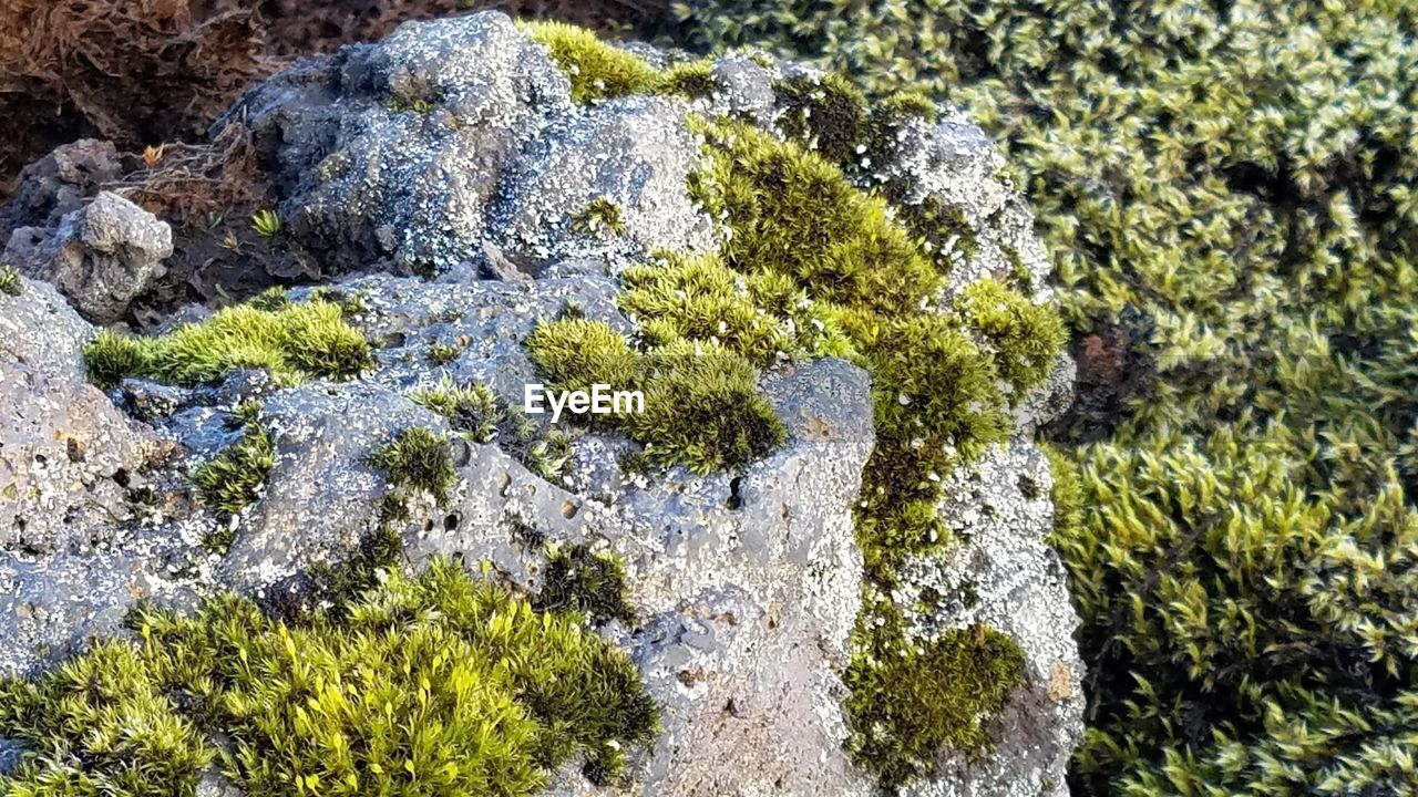 HIGH ANGLE VIEW OF ROCKS IN FOREST