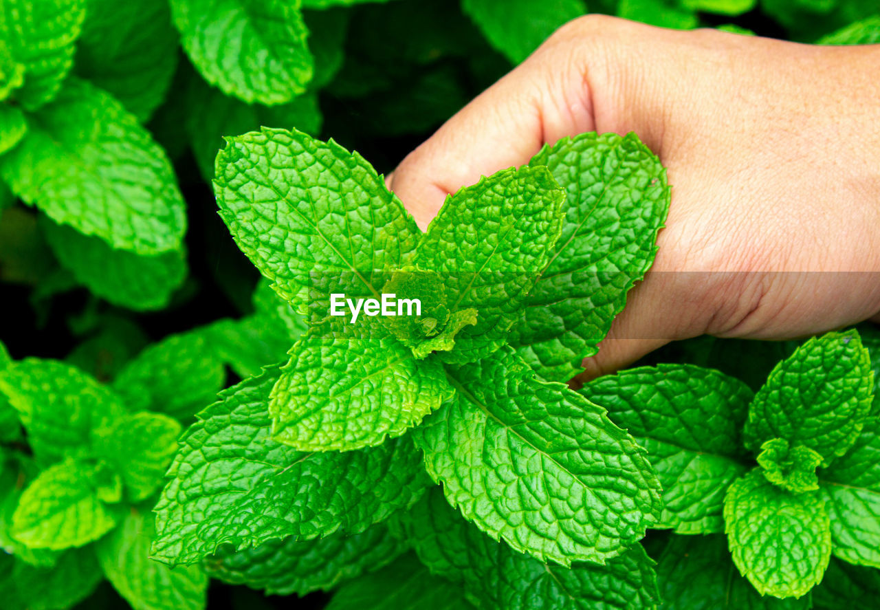 CLOSE-UP OF PERSON HOLDING LEAVES