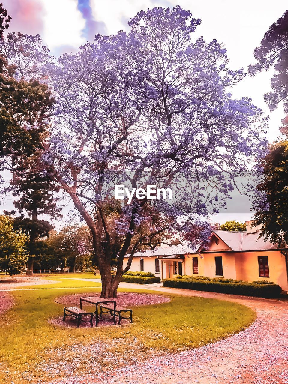 VIEW OF FLOWERING PLANTS AND TREES IN PARK