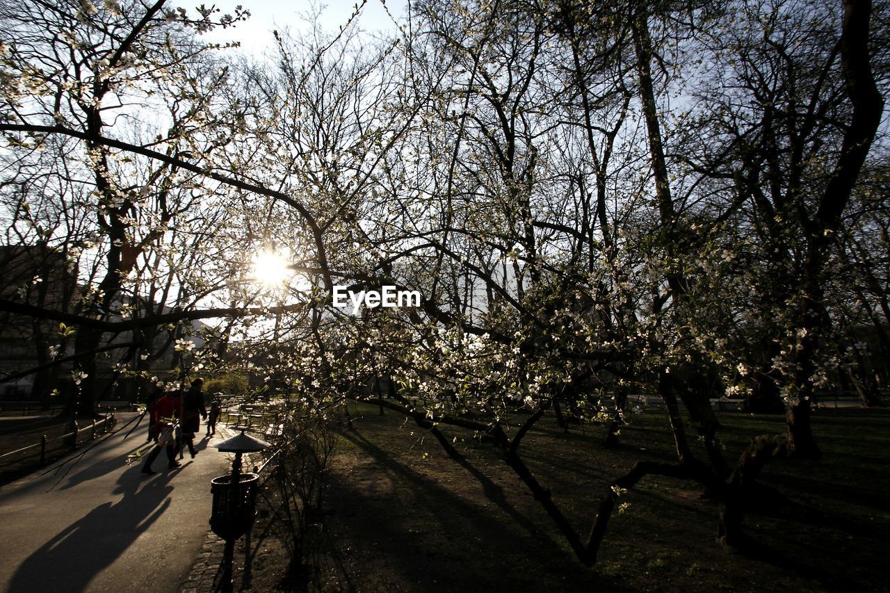 Sun shining through trees in park