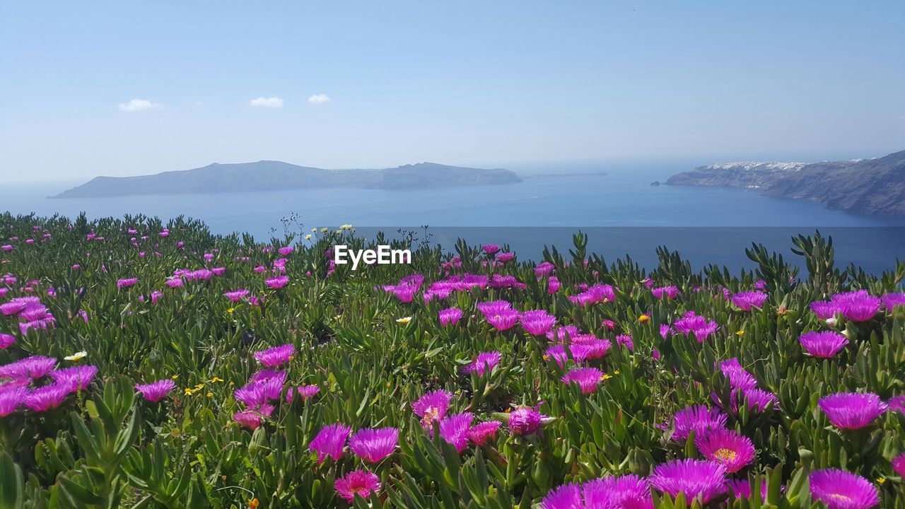 Pink crocus flowers blooming on field against sky