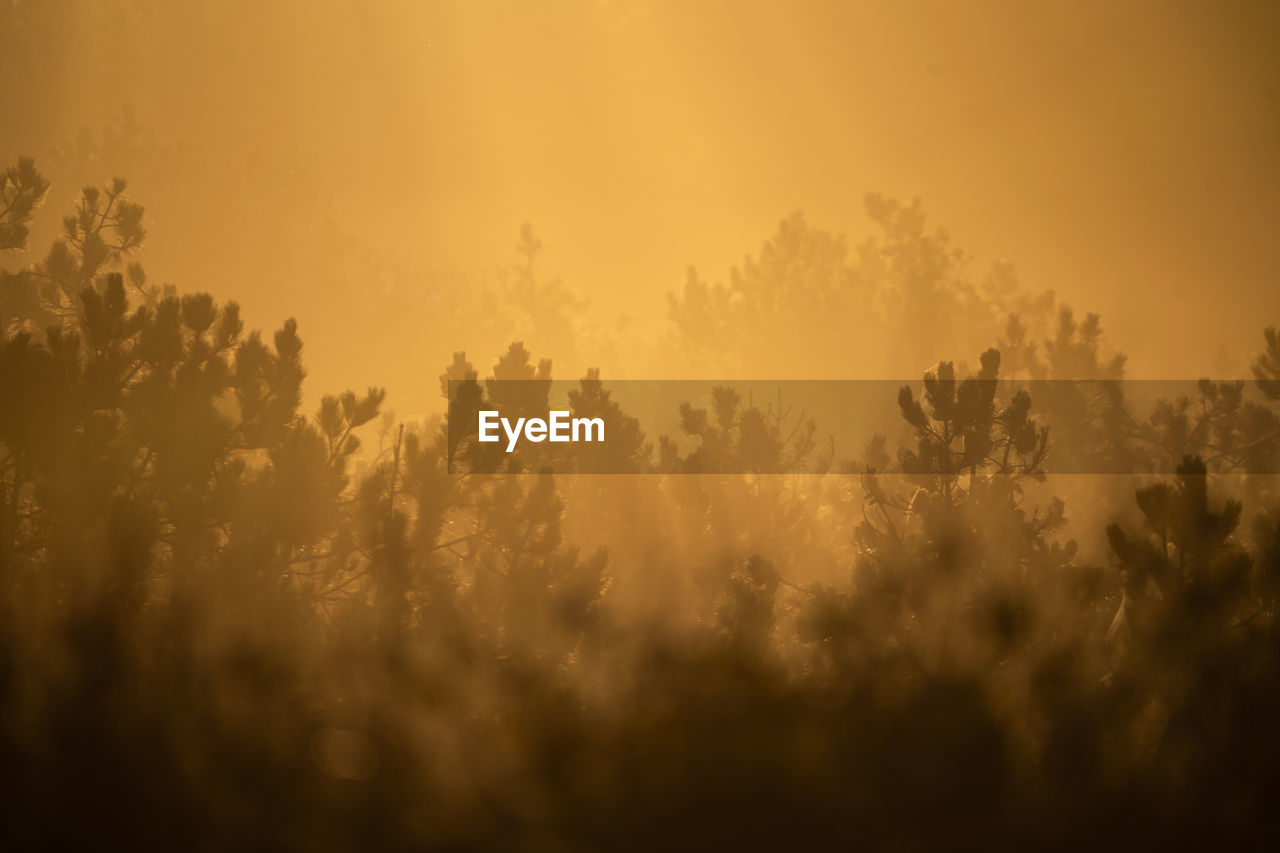 Scenic view of field against sky during sunrise