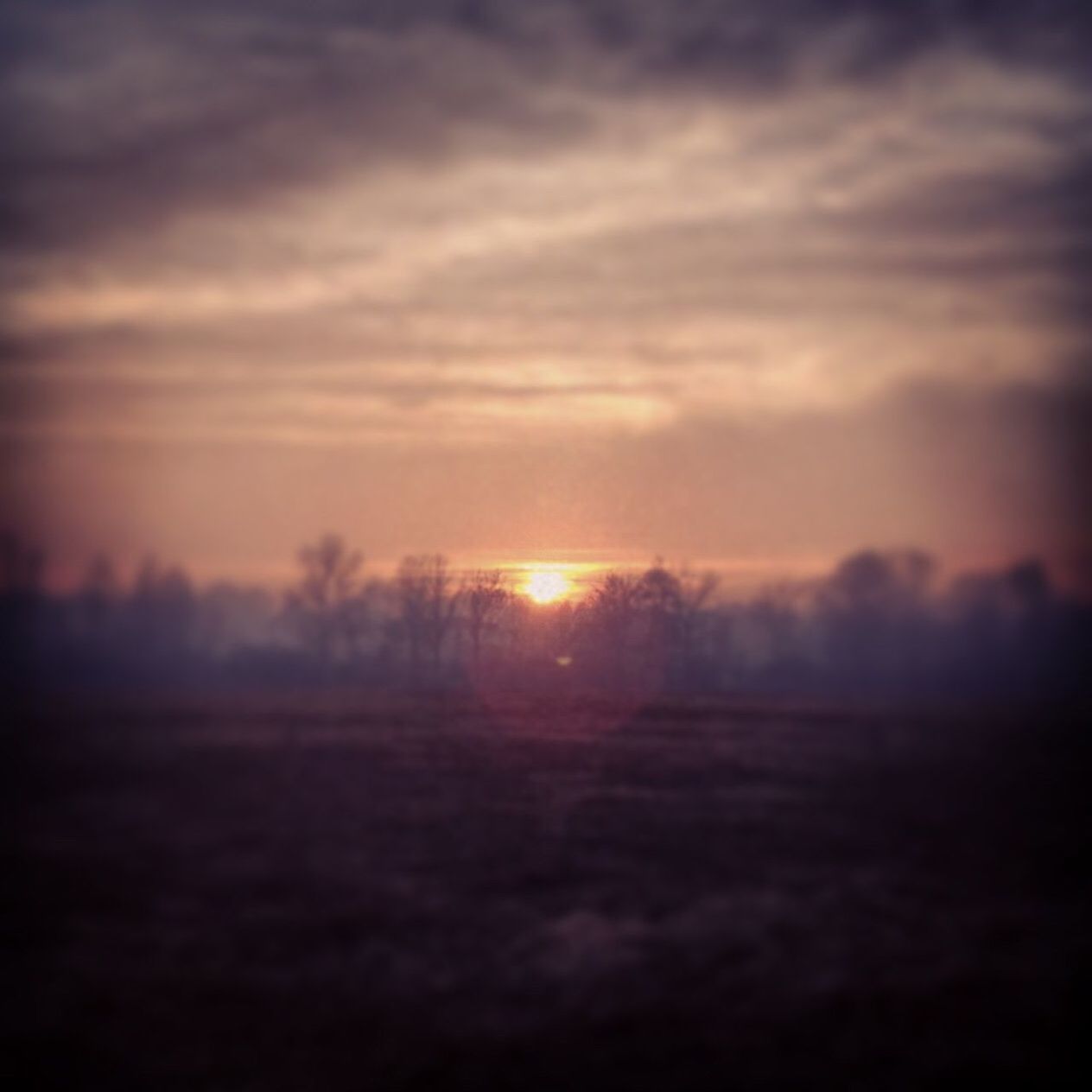 SILHOUETTE OF TREES ON LANDSCAPE AT SUNSET