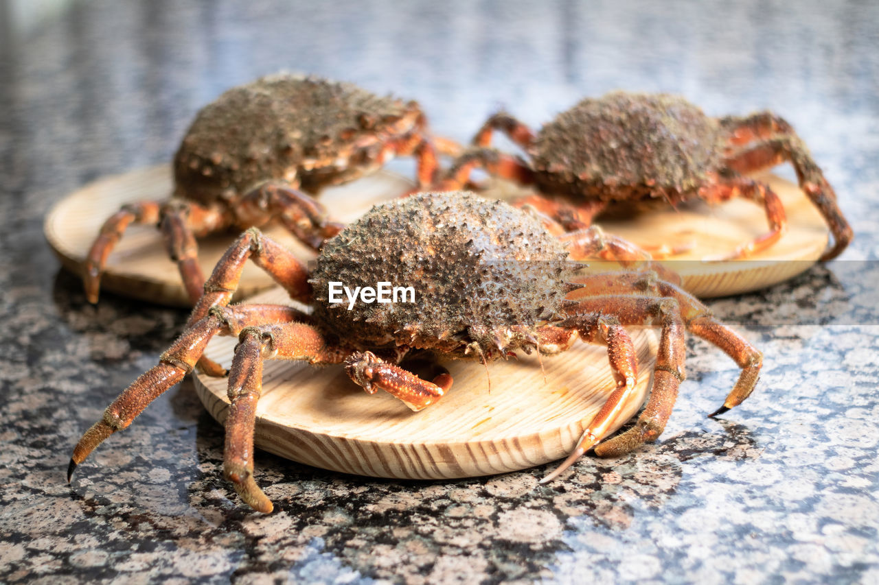 CLOSE-UP OF A CRAB