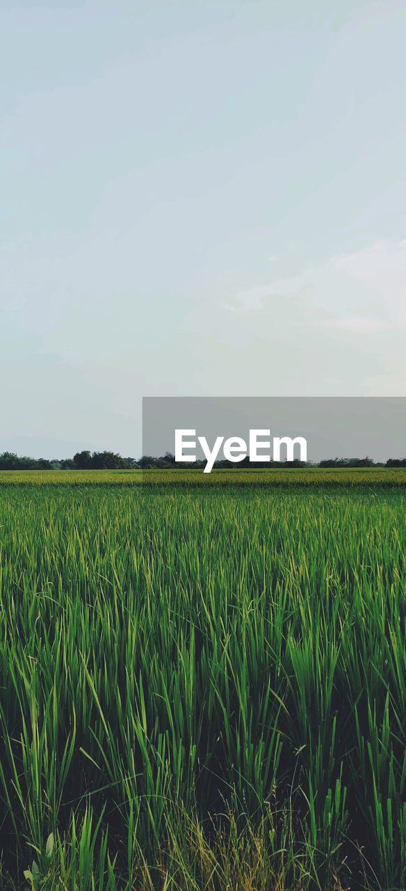 CROPS GROWING ON FIELD AGAINST SKY