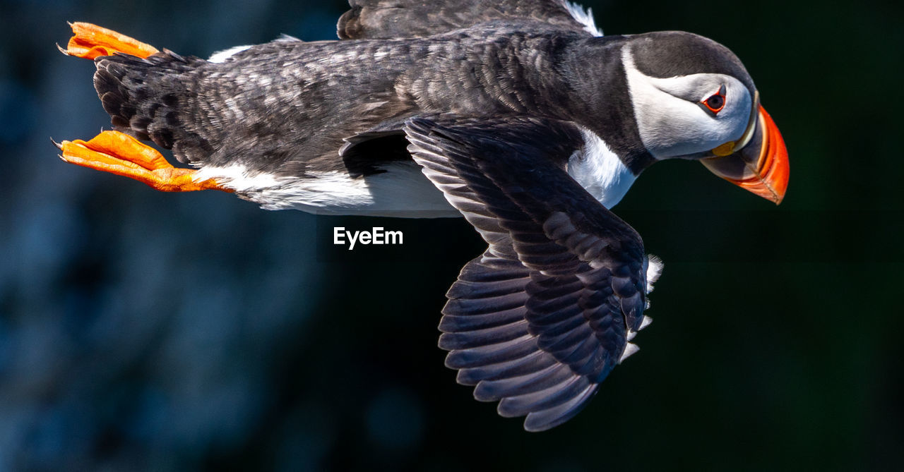 animal, animal themes, bird, animal wildlife, beak, flying, wildlife, one animal, animal body part, puffin, spread wings, bird of prey, wing, nature, no people, fish, animal wing, motion, mid-air, eagle, close-up