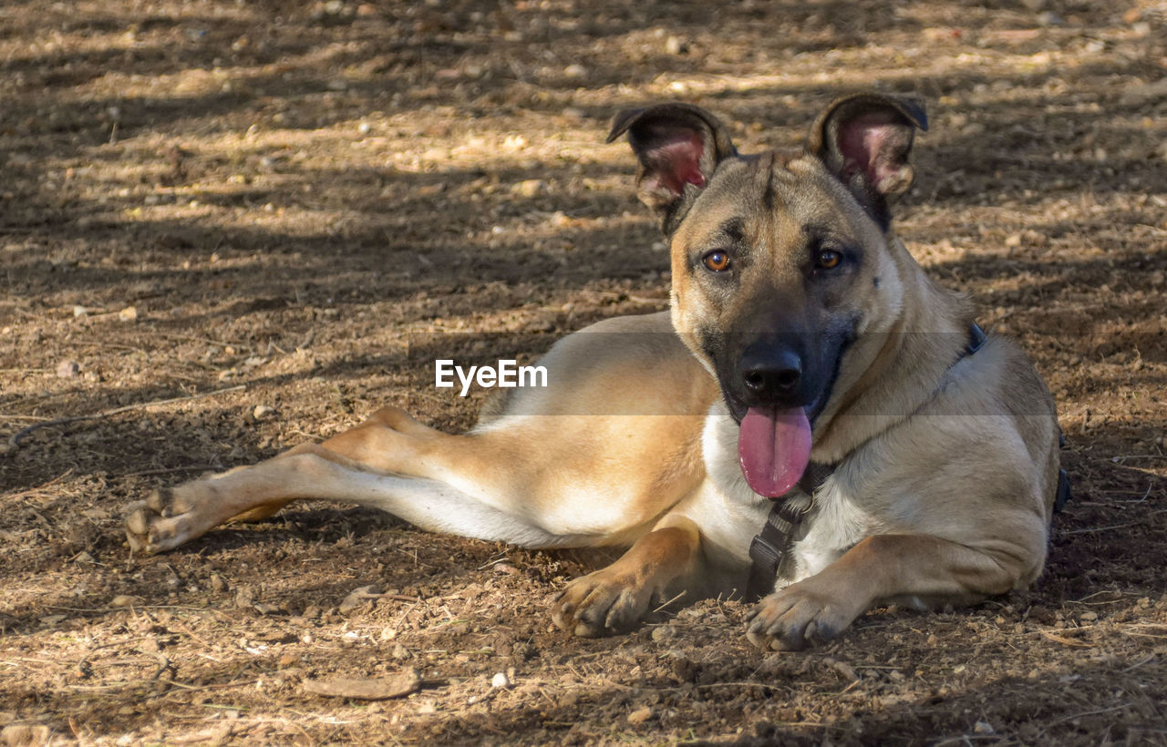 PORTRAIT OF A DOG LYING ON FIELD