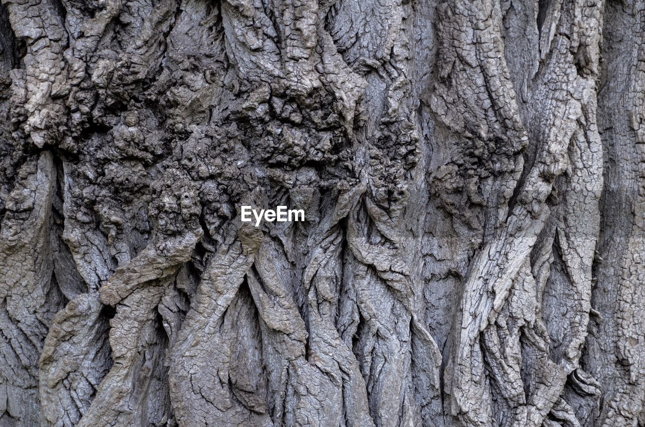 Full frame shot of tree trunk