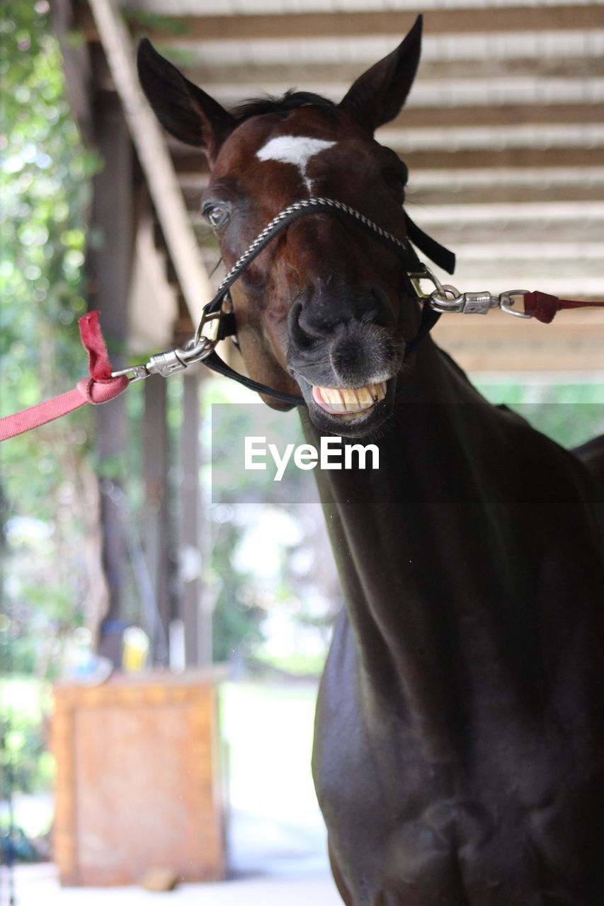 CLOSE-UP OF HORSE