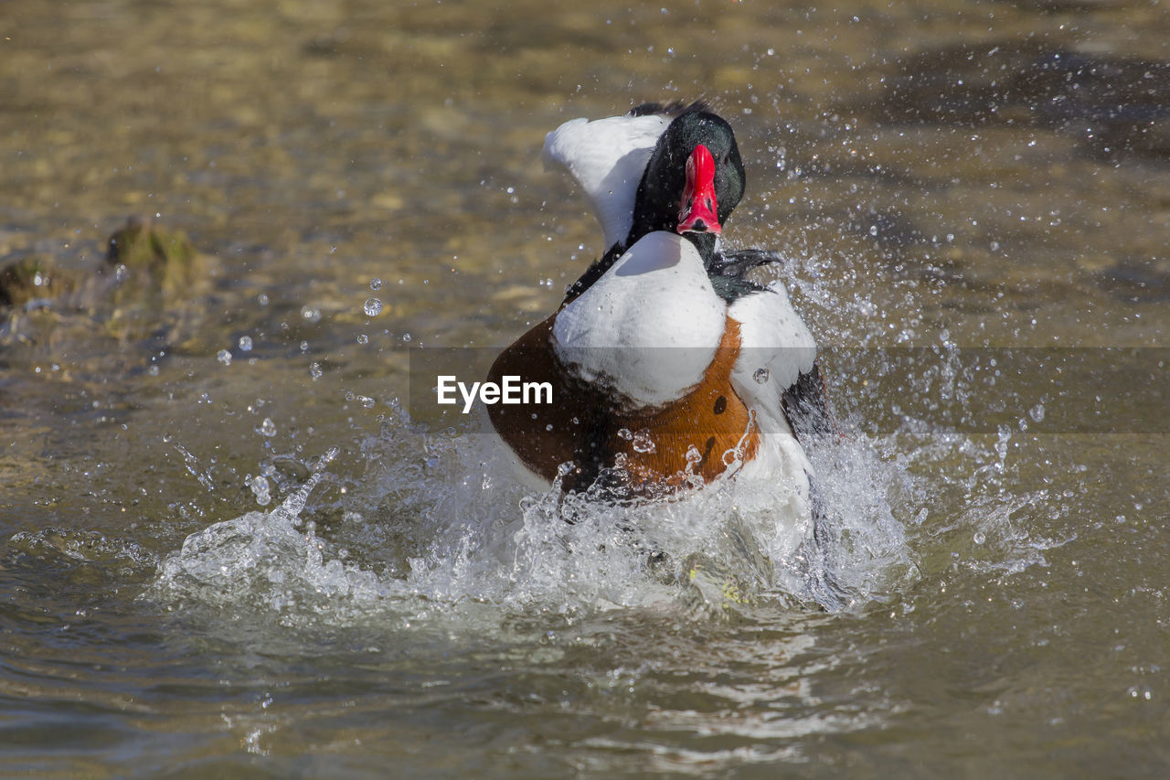 BLACK SWAN SWIMMING IN WATER