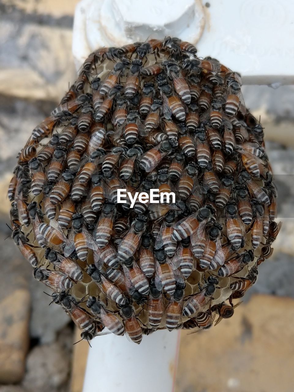 CLOSE-UP OF BEE ON HUMAN HAND HOLDING UMBRELLA