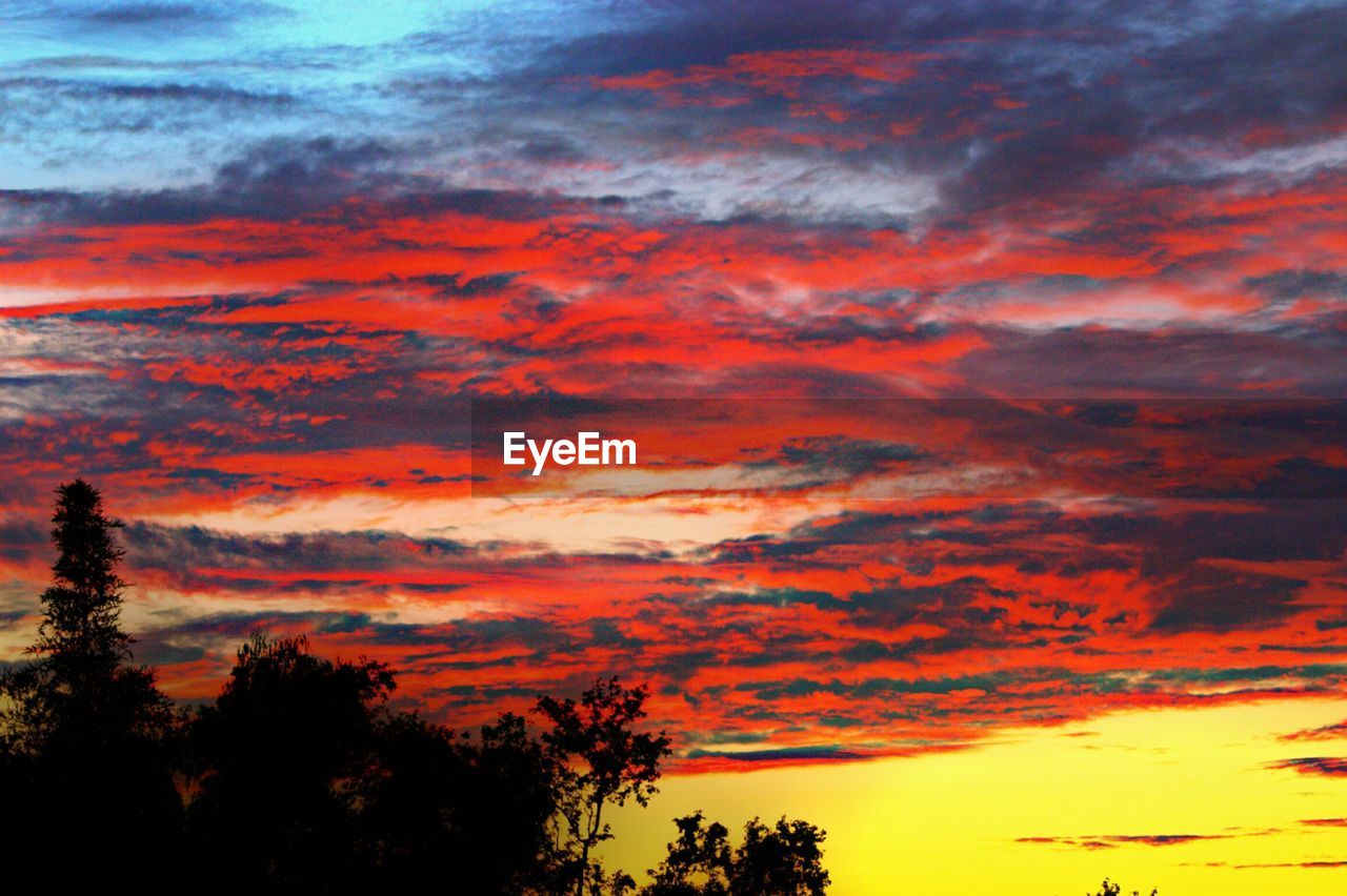 SILHOUETTE OF TREES AT SUNSET