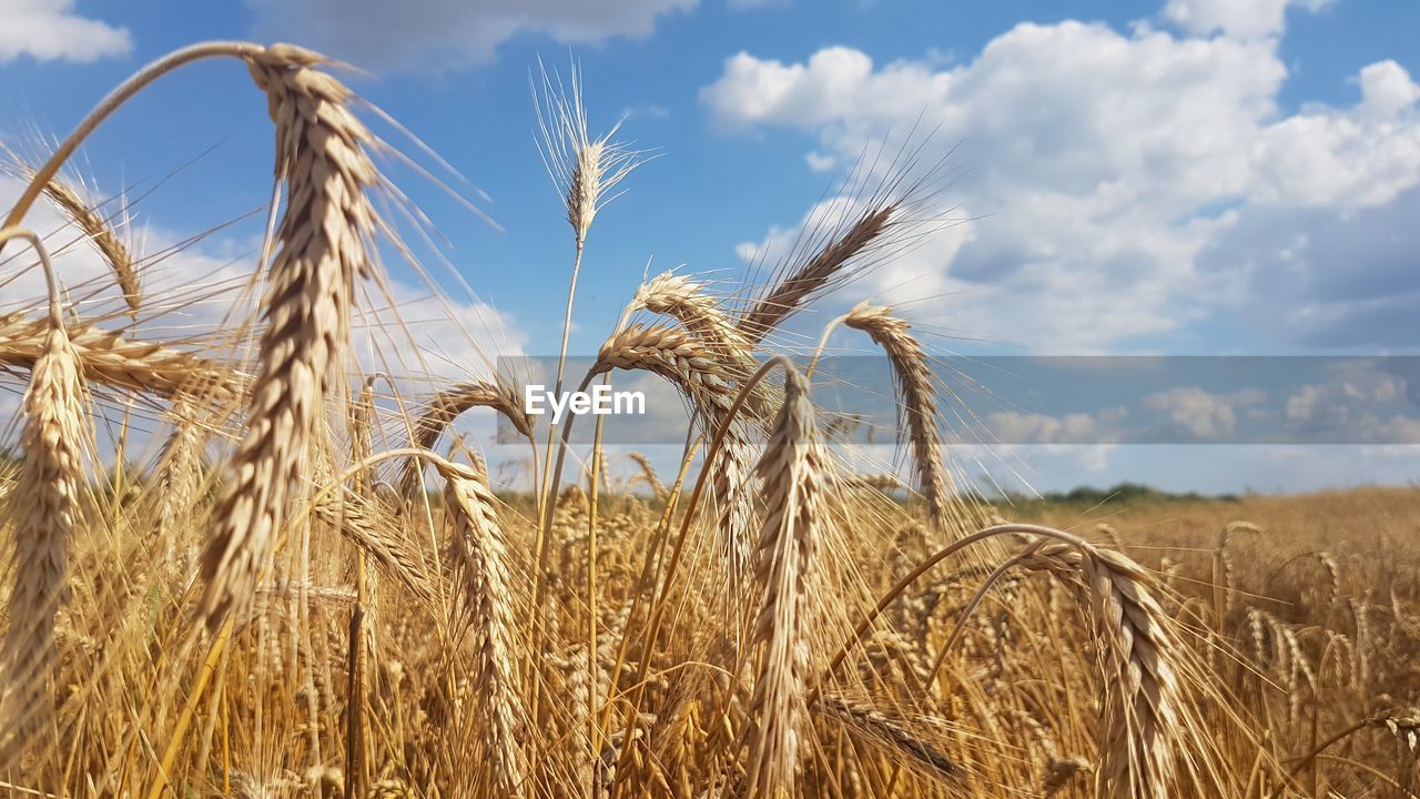 Wheat field against sky