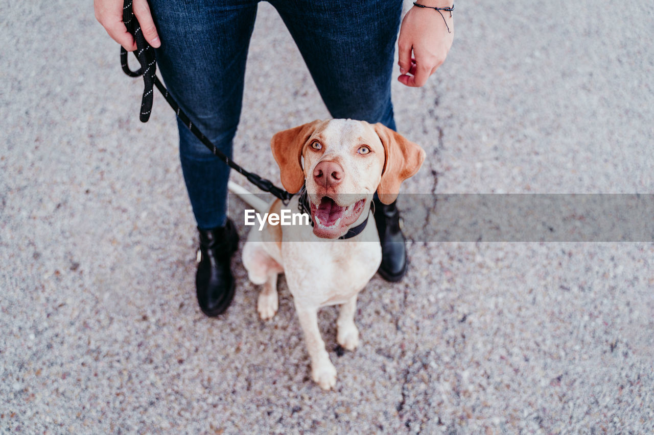 Low section of woman with dog on road in city