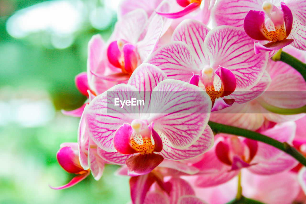 Close-up of pink orchids